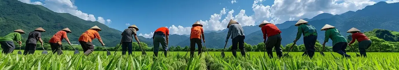 farmers-harvesting-lush-green-ri (1)
